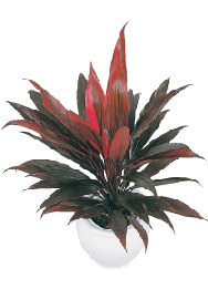 アイチアカ（コルディリネ） 観葉植物レンタル Sサイズ