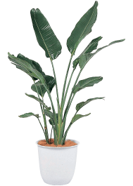 オーガスタ 観葉植物レンタル Lサイズ
