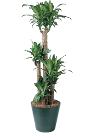 幸福の木（ドラセナ・マッサンゲアナ） 観葉植物レンタル Lサイズ