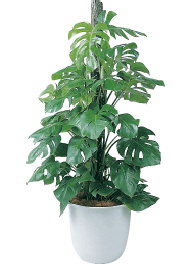 モンステラ 観葉植物レンタル Lサイズ