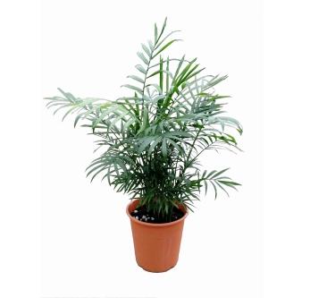 テーブルヤシ 観葉植物レンタル Sサイズ