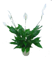 スパティフィラム 観葉植物レンタル Mサイズ