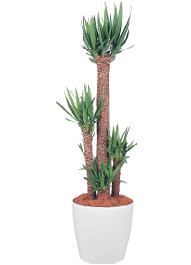 ユッカ（青年の木） 観葉植物レンタル Lサイズ